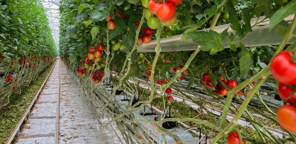 Tomates qui poussent chez Provence Alpilles